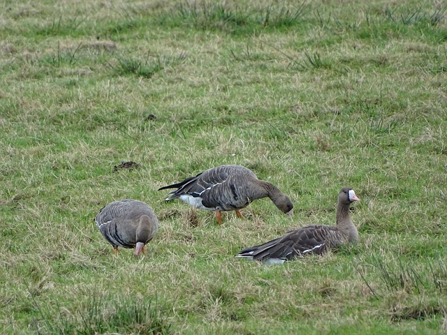 尽管球队有 尽管球队有